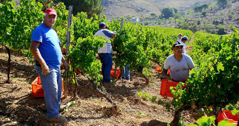 VENDEMMIA a S.Cristina Gela i coltivatori. Fotografie di Giulio Azzarello ©2016. VENDEMMIA a S.Cristina Gela i coltivatori. Fotografie di Giulio Azzarello ©2016.