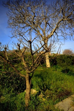 CAMPAGNA fotografie di Giulio Azzarello ©2020.