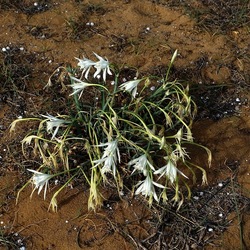 SELINUNTE. Fotografie di Giulio Azzarello ©2022. SELINUNTE. Fotografie di Giulio Azzarello ©2022.