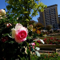 ROSETO. Fotografie di Giulio Azzarello &copy;2022.