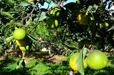 AGRUMETO SICILIANO in autunno. Fotografie di Giulio Azzarello &copy;2014.