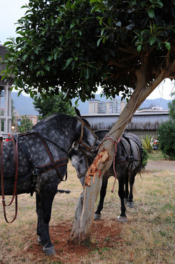 LA BATTAGLIA DI PONTE AMMIRAGLIO a Palermo lo sbarco dei mille . Fotografie di Giulio Azzarello &copy;2014.