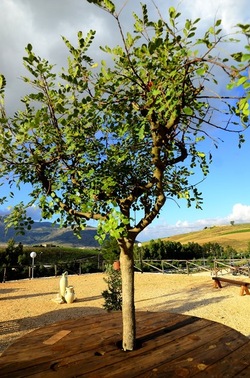 SEGESTA sito archeologico. Fotografie di Giulio Azzarello ©2018.