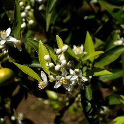 GIARDINO SICILIANO. Fotografie di Giulio Azzarello &copy;2024.