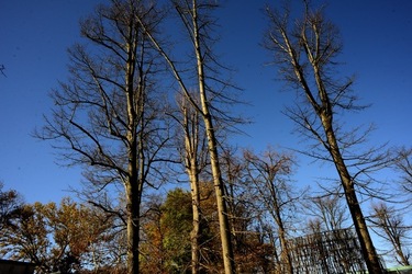 VENEZIA Giardini della Biennale di Arch. Cont.. Fotografie di Giulio Azzarello ©2022.