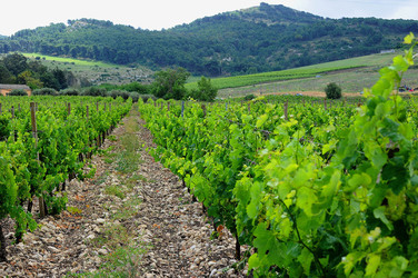 VIGNETO AGRITURISTICO PLANETA a Sambuca di Sicilia. Fotografie di Giulio Azzarello &copy;2014.