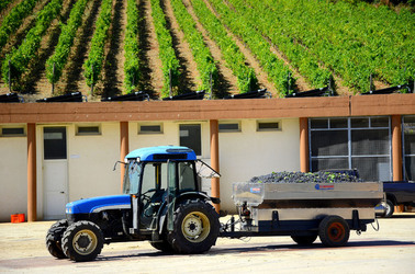 AZIENDA VITIVINICOLA in Sicilia. Fotografie di Giulio Azzarello ©2016. AZIENDA VITIVINICOLA in Sicilia. Fotografie di Giulio Azzarello ©2016.