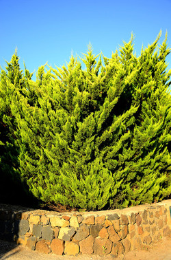 ISOLA DI USTICA la natura. Fotografie di Giulio Azzarello &copy;2016.