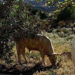 BESTIE. Fotografie di Giulio Azzarello ©2022. BESTIE. Fotografie di Giulio Azzarello ©2022.