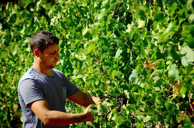 VENDEMMIA a S.Cristina Gela i coltivatori. Fotografie di Giulio Azzarello ©2016. VENDEMMIA a S.Cristina Gela i coltivatori. Fotografie di Giulio Azzarello ©2016.