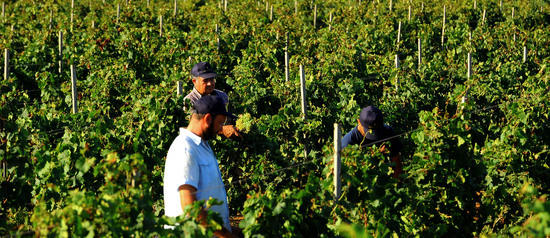 VENDEMMIA a Mazzara del Vallo in Sicilia con i contadini. Fotografie di Giulio Azzarello ©2016. VENDEMMIA a Mazzara del Vallo in Sicilia con i contadini. Fotografie di Giulio Azzarello ©2016.