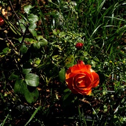 ROSETO. Fotografie di Giulio Azzarello &copy;2022.