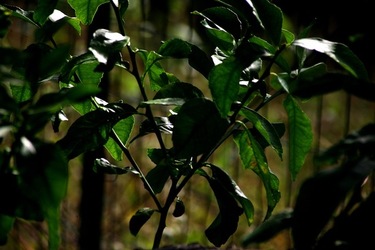 GIARDINO SICILIANO fotografie di Giulio Azzarello &copy;2020.