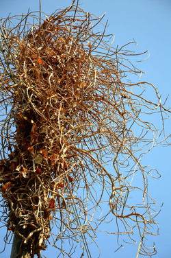 GRANDE NIDO spontaneo in campagna. Fotografie di Giulio Azzarello &copy;2014.