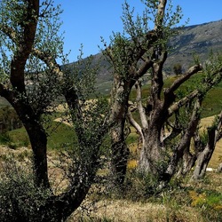 SEGESTA. Fotografie di Giulio Azzarello ©2024. SEGESTA. Fotografie di Giulio Azzarello ©2024.