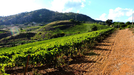 VENDEMMIA di AUTUNNO a S.Cristina Gela in Sicilia. Fotografie di Giulio Azzarello &copy;2016.
