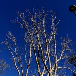 ALBERI. Fotografie di Giulio Azzarello &copy;2024.