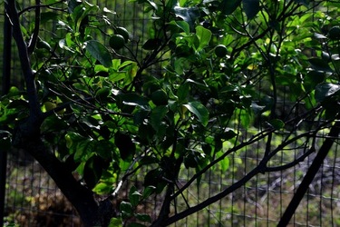 GIARDINO SICILIANO fotografie di Giulio Azzarello &copy;2020.