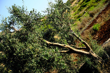 ISOLA DI USTICA la natura. Fotografie di Giulio Azzarello &copy;2016.