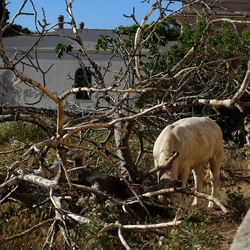 BESTIE. Fotografie di Giulio Azzarello ©2022. BESTIE. Fotografie di Giulio Azzarello ©2022.