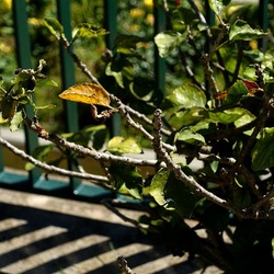 GIARDINO. Fotografie di Giulio Azzarello ©2022.