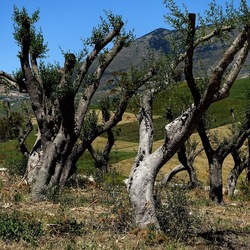 SEGESTA. Fotografie di Giulio Azzarello ©2024. SEGESTA. Fotografie di Giulio Azzarello ©2024.