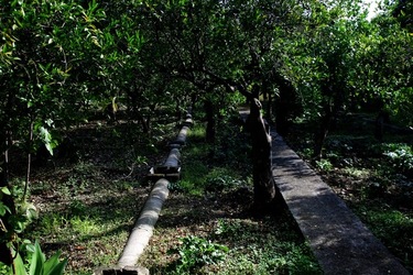 GIARDINO SICILIANO fotografie di Giulio Azzarello &copy;2020.