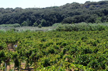GORGHI TONDI oasi di vigneti e piante Mazzara del Vallo in Sicilia. Foto di Giulio Azzarello ©2016. GORGHI TONDI oasi di vigneti e piante Mazzara del Vallo in Sicilia. Foto di Giulio Azzarello ©2016.