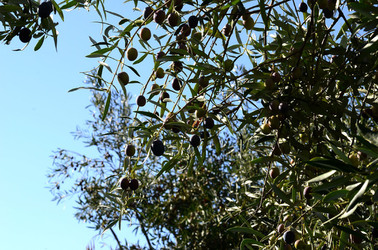 ULIVETO in autunno. Fotografie di Giulio Azzarello ©2014. ULIVETO in autunno. Fotografie di Giulio Azzarello ©2014.