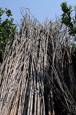 IL CANNETO del contadino siciliano. Fotografie di Giulio Azzarello &copy;2014.
