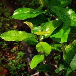 AUTUNNO fotografie di Giulio Azzarello ©2021. AUTUNNO fotografie di Giulio Azzarello ©2021.