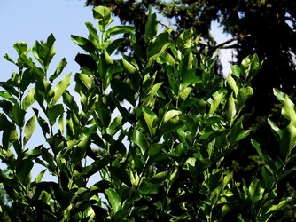HABITAT NATURA in campagna. Fotografie di Giulio Azzarello ©2015 2016. HABITAT NATURA in campagna. Fotografie di Giulio Azzarello ©2015 2016.