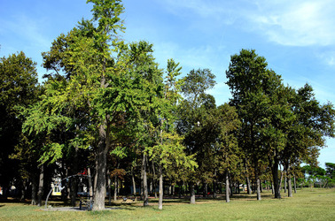 GIARDINI della BIENNALE a Venezia. Foto di Giulio Azzarello &copy;2015 2016.