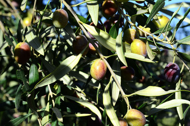 ULIVETO in autunno. Fotografie di Giulio Azzarello ©2014. ULIVETO in autunno. Fotografie di Giulio Azzarello ©2014.