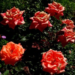 ROSETO. Fotografie di Giulio Azzarello &copy;2022.