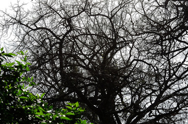 ORTO BOTANICO di Palermo in inverno. Fotografie di Giulio Azzarello &copy;2016.