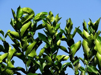 HABITAT NATURA in campagna. Fotografie di Giulio Azzarello ©2015 2016. HABITAT NATURA in campagna. Fotografie di Giulio Azzarello ©2015 2016.