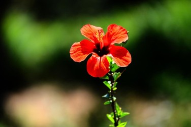 HABITAT NATURA in campagna. Fotografie di Giulio Azzarello ©2015 2016. HABITAT NATURA in campagna. Fotografie di Giulio Azzarello ©2015 2016.