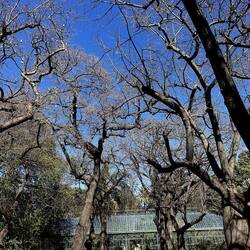 ORTO BOTANICO DI PALERMO. Fotografie di Giulio Azzarello ©2022. ORTO BOTANICO DI PALERMO. Fotografie di Giulio Azzarello ©2022.