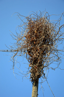 GRANDE NIDO spontaneo in campagna. Fotografie di Giulio Azzarello &copy;2014.