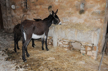 IL PRESEPE VIVENTE DI CUSTONACI in Sicilia. Fotografie di Giulio Azzarello ©2014. IL PRESEPE VIVENTE DI CUSTONACI in Sicilia. Fotografie di Giulio Azzarello ©2014.