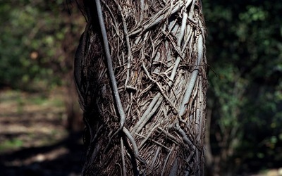 ORTO BOTANICO di Palermo. Fotografie di Giulio Azzarello ©2021.