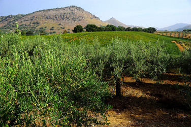 CAMPAGNA SICILIANA. Fotografie di Giulio Azzarello &copy;2016.