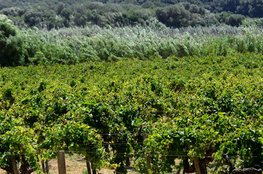 GORGHI TONDI oasi di vigneti e piante Mazzara del Vallo in Sicilia. Foto di Giulio Azzarello ©2016. GORGHI TONDI oasi di vigneti e piante Mazzara del Vallo in Sicilia. Foto di Giulio Azzarello ©2016.