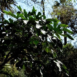 ORTO BOTANICO DI PALERMO. Fotografie di Giulio Azzarello ©2022. ORTO BOTANICO DI PALERMO. Fotografie di Giulio Azzarello ©2022.