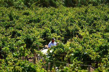 GORGHI TONDI oasi di vigneti e piante Mazzara del Vallo in Sicilia. Foto di Giulio Azzarello ©2016. GORGHI TONDI oasi di vigneti e piante Mazzara del Vallo in Sicilia. Foto di Giulio Azzarello ©2016.