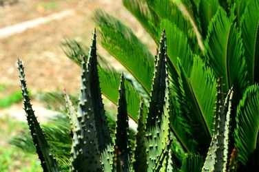HABITAT NATURA in campagna. Fotografie di Giulio Azzarello ©2015 2016. HABITAT NATURA in campagna. Fotografie di Giulio Azzarello ©2015 2016.