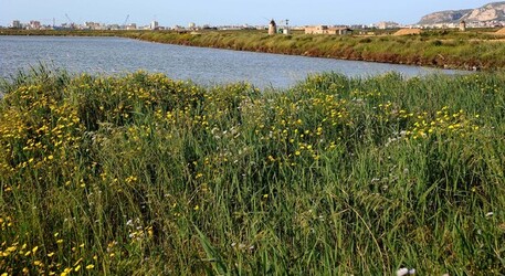 LE SALINE di Trapani in Sicilia. Fotografie di Giulio Azzarello ©2014. LE SALINE di Trapani in Sicilia. Fotografie di Giulio Azzarello ©2014.