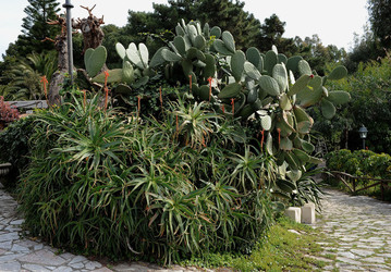 PAESAGGIO CATANESE panoramiche e particolari. Fotografie di Giulio Azzarello &copy;2014.