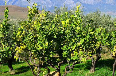 ULIVETO in autunno. Fotografie di Giulio Azzarello ©2014. ULIVETO in autunno. Fotografie di Giulio Azzarello ©2014.